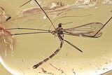 Superb Fossil Crane Fly (Limoniidae) In Baltic Amber #339453-1